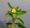 Ludwigia abyssinica