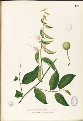 Capparis micracantha
