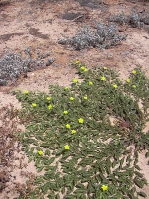 Tribulus cistoides