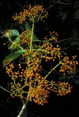 Schefflera elliptica