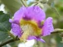 Luehea paniculata