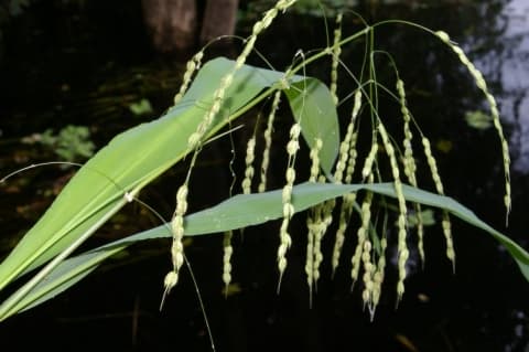 Oryza grandiglumis