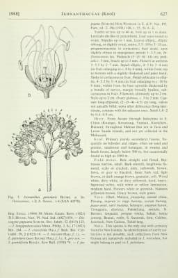 Ixonanthes petiolaris