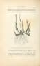 Calamus rotang