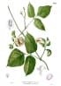 Centrosema plumieri