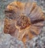 Pterocarpus dalbergioides
