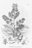 Peltogyne paniculata