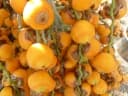 Butia capitata