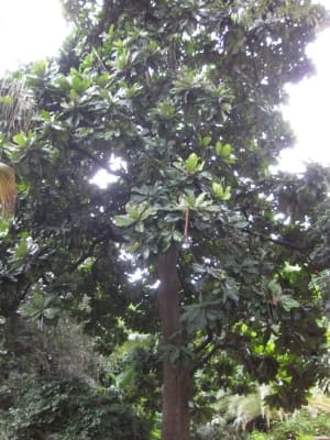Chrysophyllum imperiale