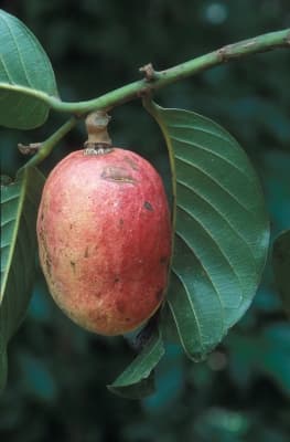 Cyathocalyx globosus