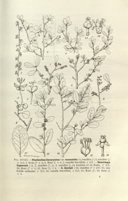 Securinega capuronii