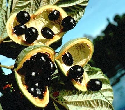 Sterculia rugosa