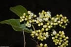 Cordia sellowiana