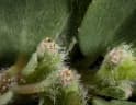 Euphorbia prostrata