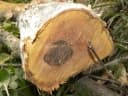 Combretum fruticosum