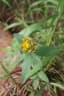 Crotalaria macrocalyx