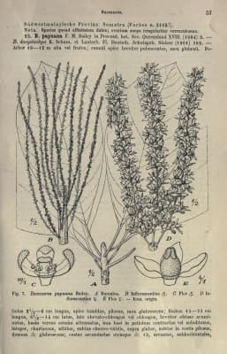 Baccaurea papuana