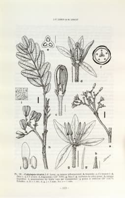 Cedrelopsis trivalvis