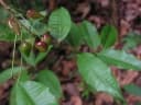 Protium aracouchini