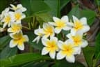 Plumeria alba
