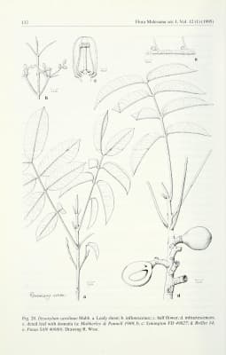 Dysoxylum carolinae