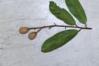 Gonystylus confusus