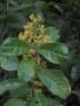 Danais rhamnifolia