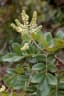 Leptolobium dasycarpum