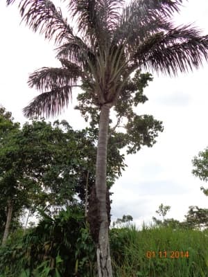 Astrocaryum aculeatum