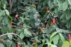 Costus spicatus