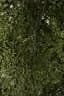 Diospyros elliotii