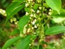 Gouania tiliifolia