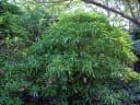 Ochrosia mariannensis