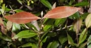 Calyptranthes concinna