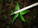 Shirakiopsis elliptica