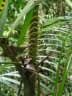 Calamus moti