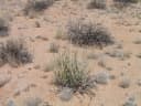 Rhigozum trichotomum