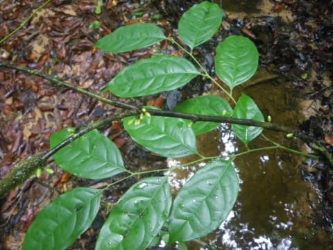 Diospyros zenkeri
