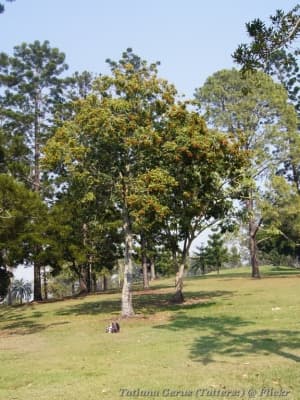 Jagera pseudorhus