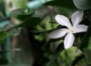 Carissa bispinosa