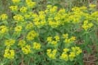 Euphorbia depauperata