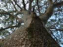 Enterolobium cyclocarpum