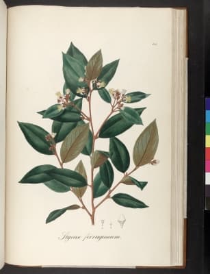 Styrax pohlii