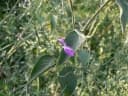 Peristrophe paniculata