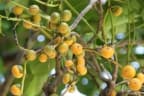 Diospyros maritima