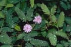 Mimosa pudica