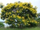 Peltophorum dubium