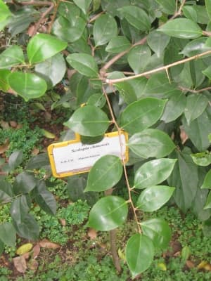 Scolopia chinensis