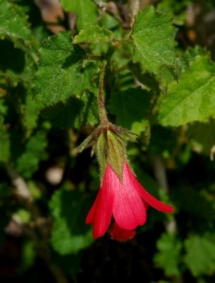 Hibiscus poeppigii