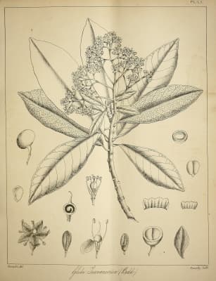 Gluta travancorica